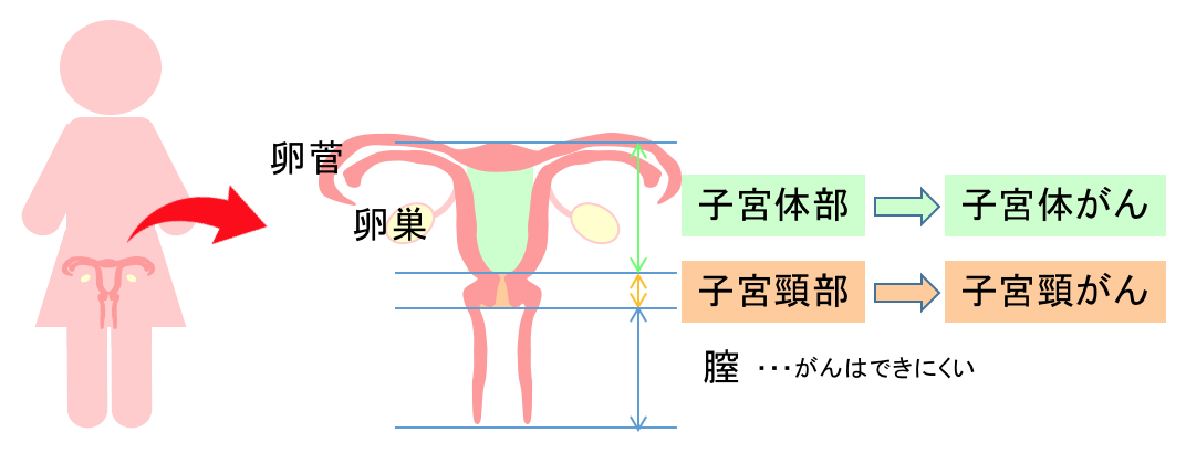 子宮の部位の名前