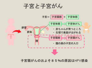 子宮と子宮がん