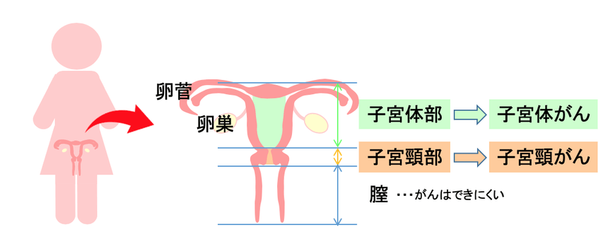 検査士ダイアリー 子宮の部位の名前