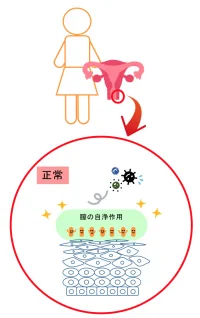膣の自浄作用は膣が自分自身で清潔に保とうとする機能です